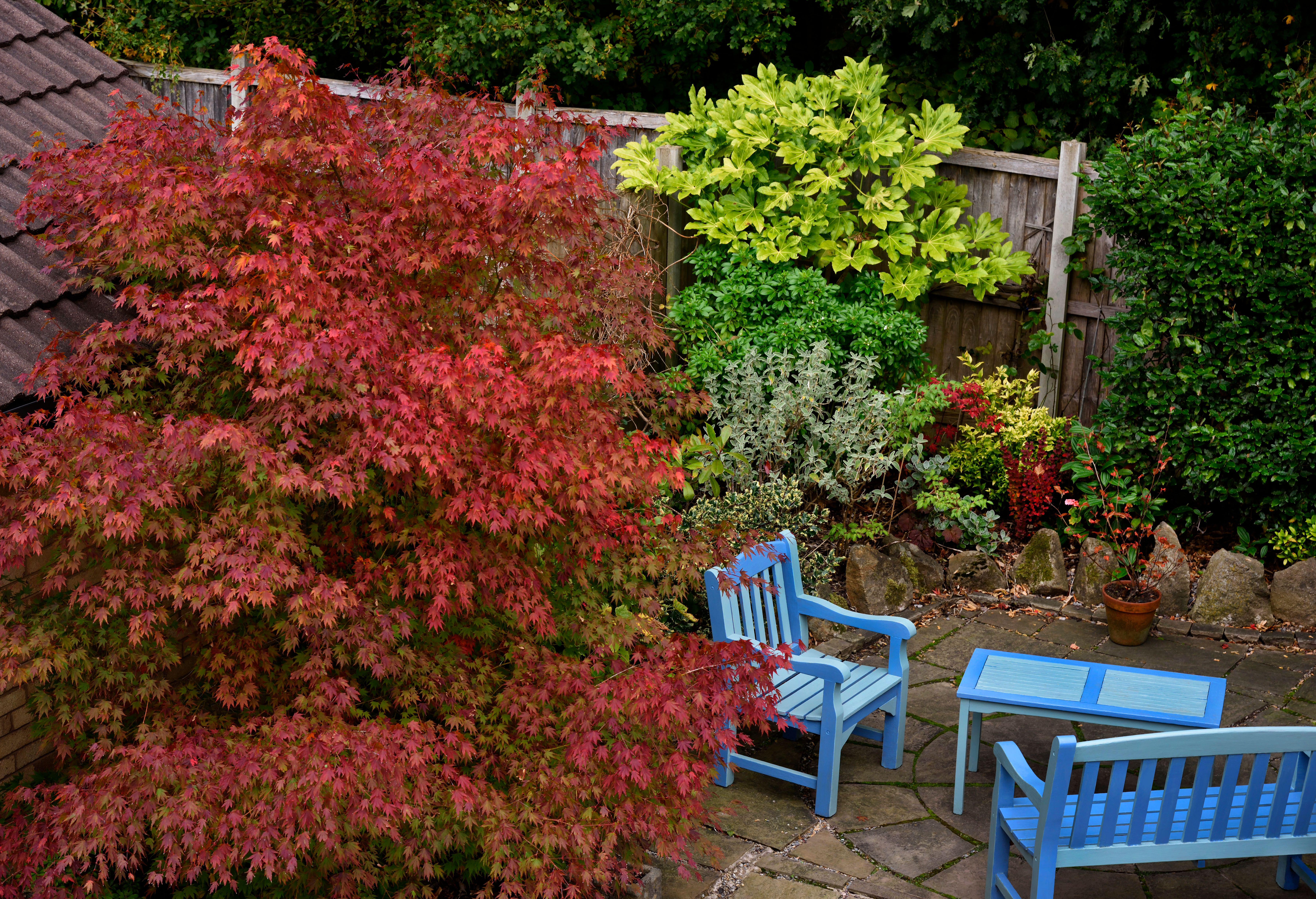 Many shrubs will create screening (Alamy/PA)