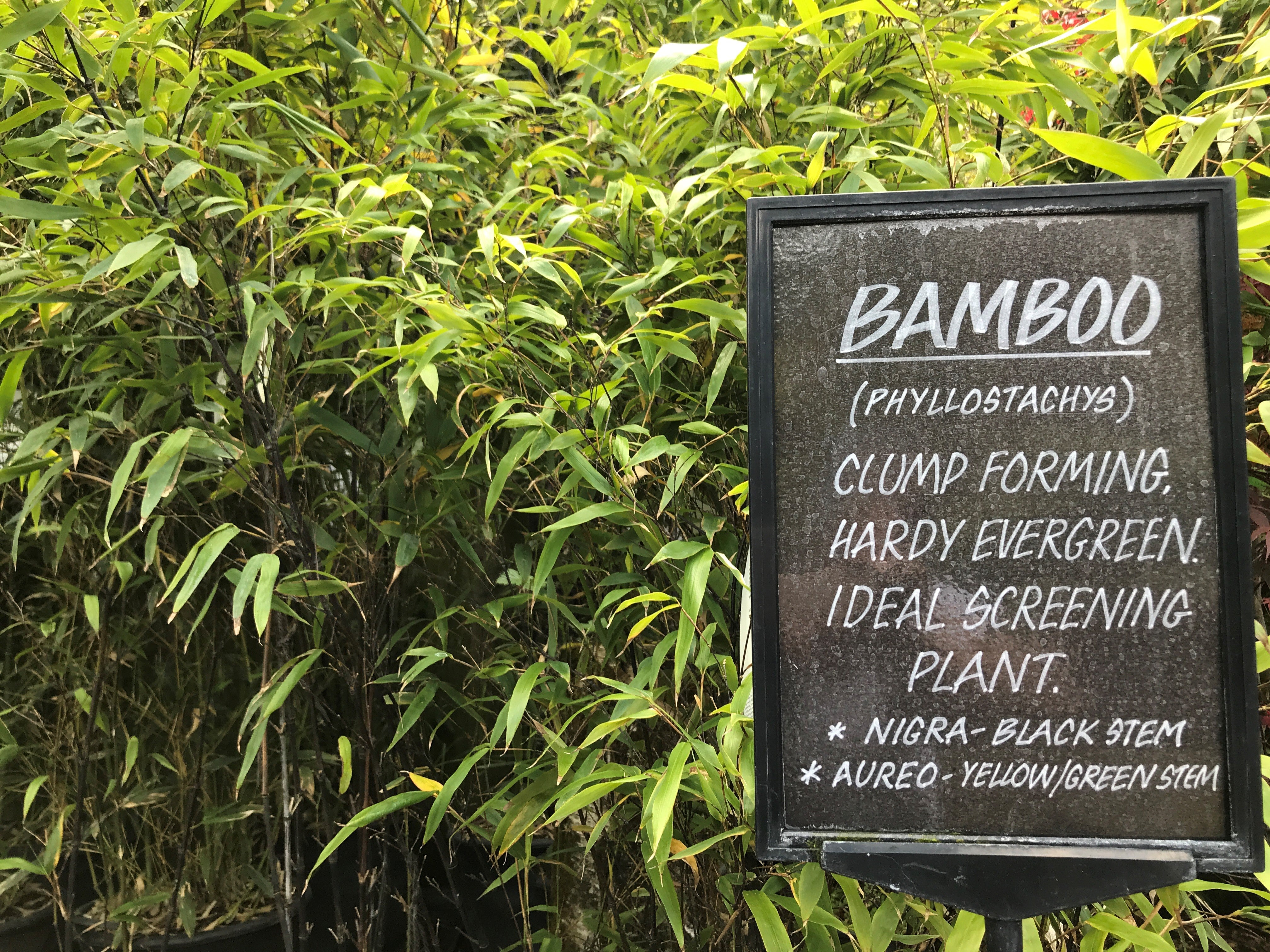 Bamboo in pots is good for screening (Alamy/PA)