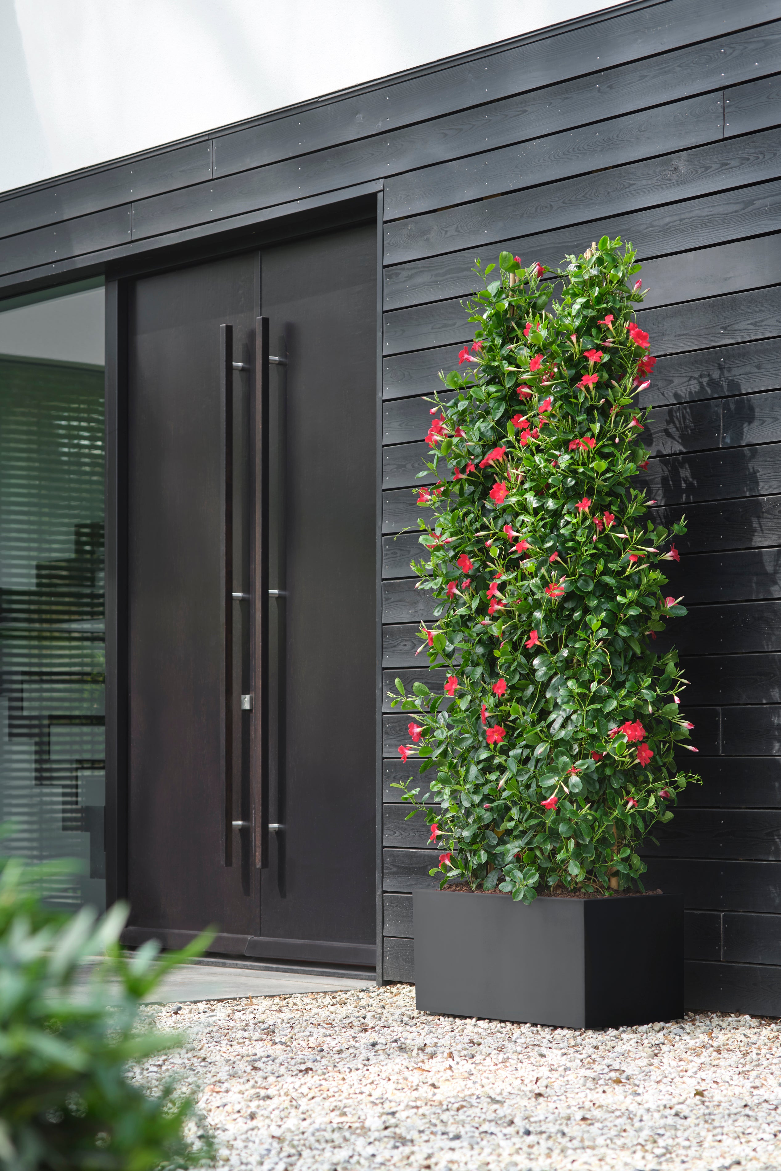 A container with a tall plant in it