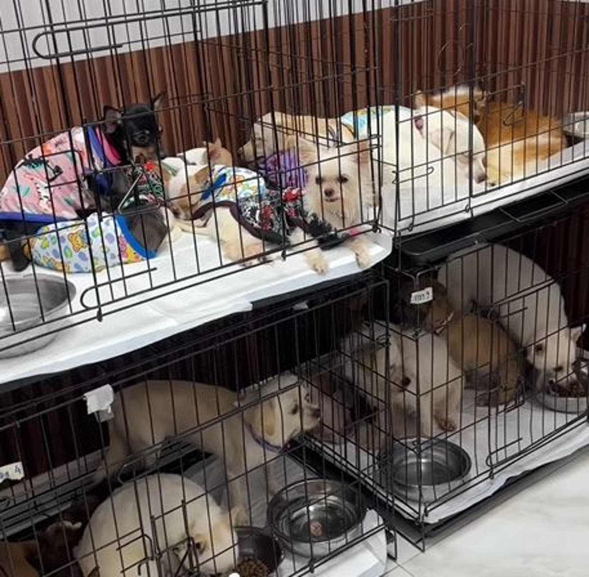 Dogs locked up in Bangkok house without food eat body of dead owner