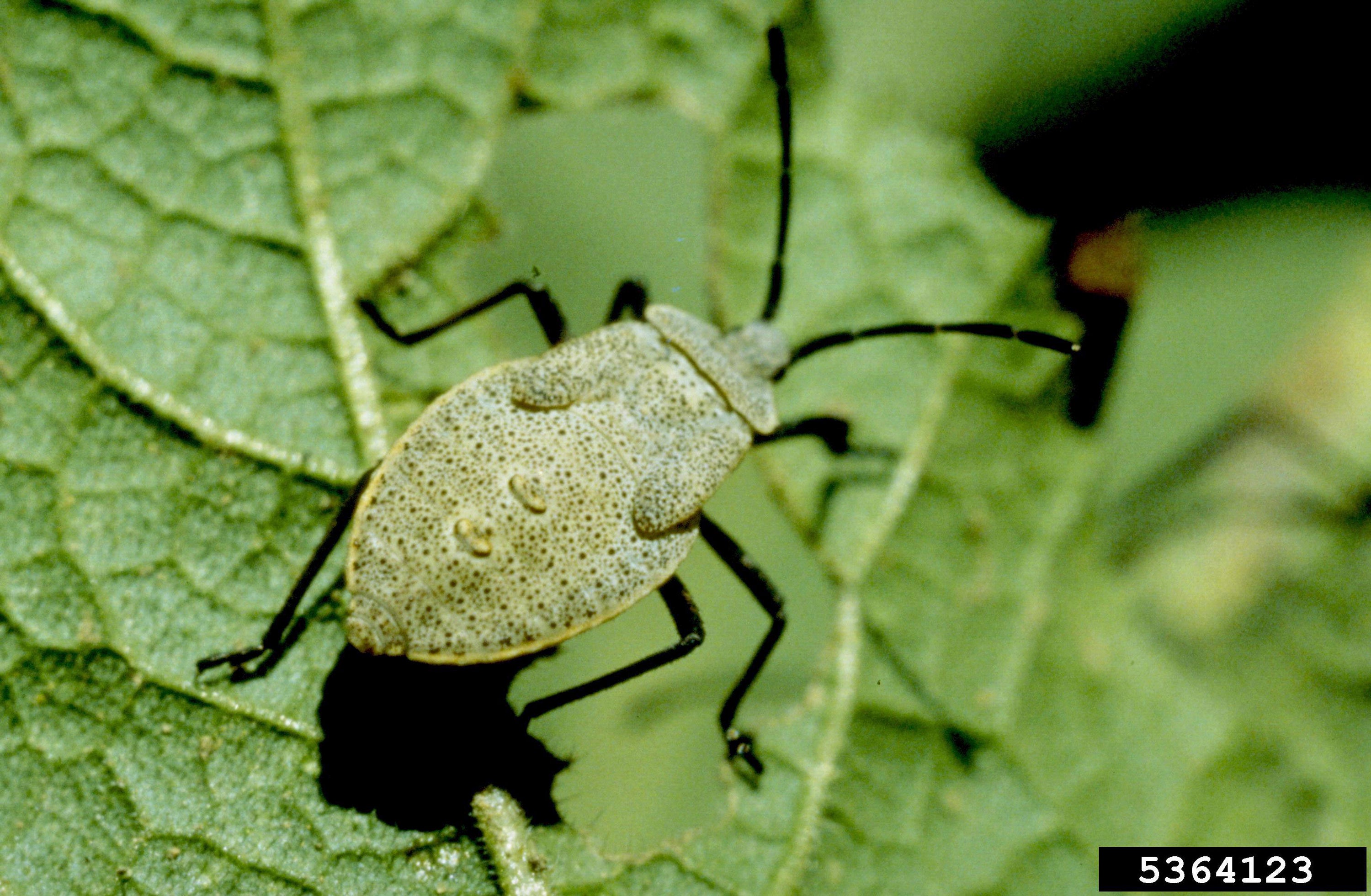 Gardening-Zucchini Problems