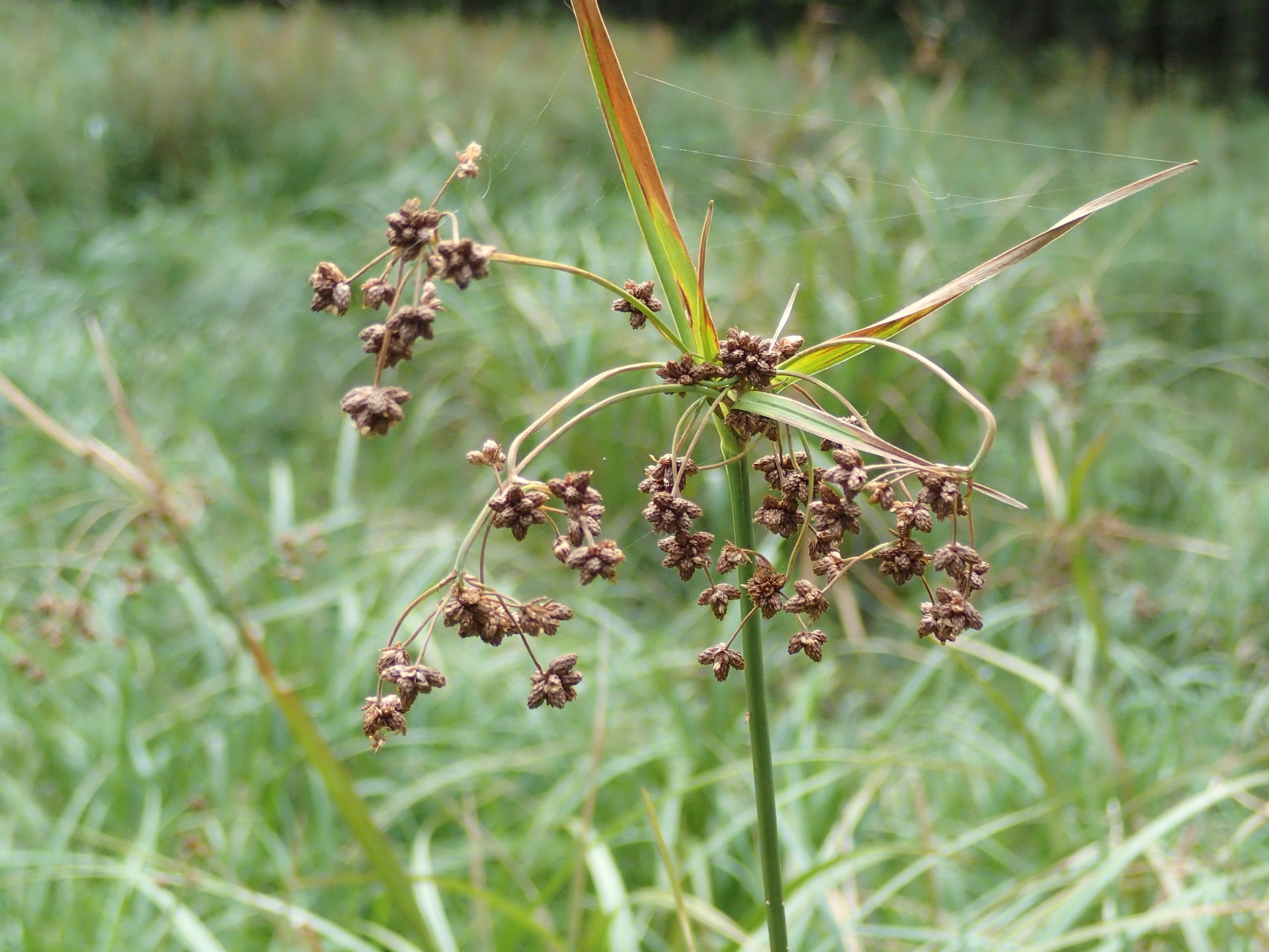 Wetland Plant Recovery