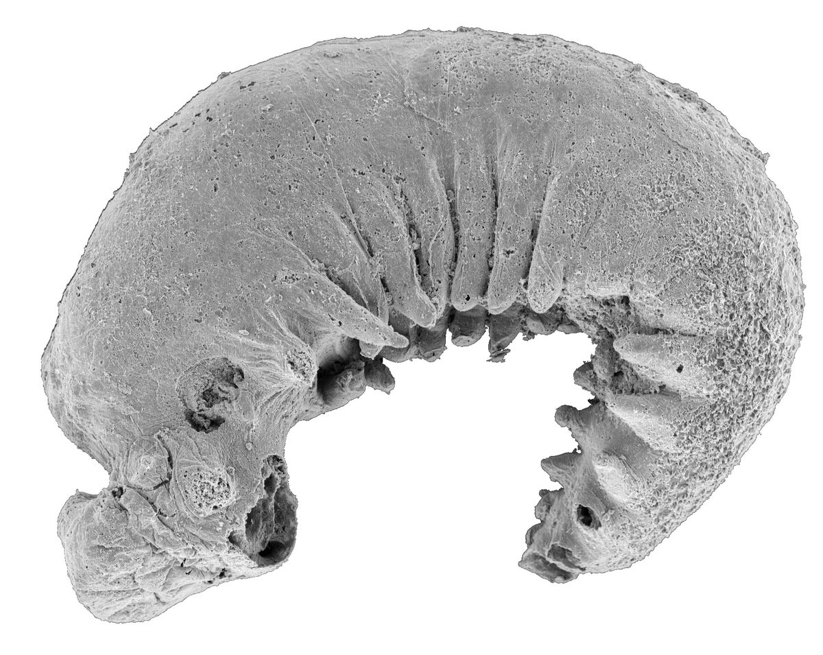 A 520 million-year-old perfectly preserved creature is set to reveal secrets of evolution