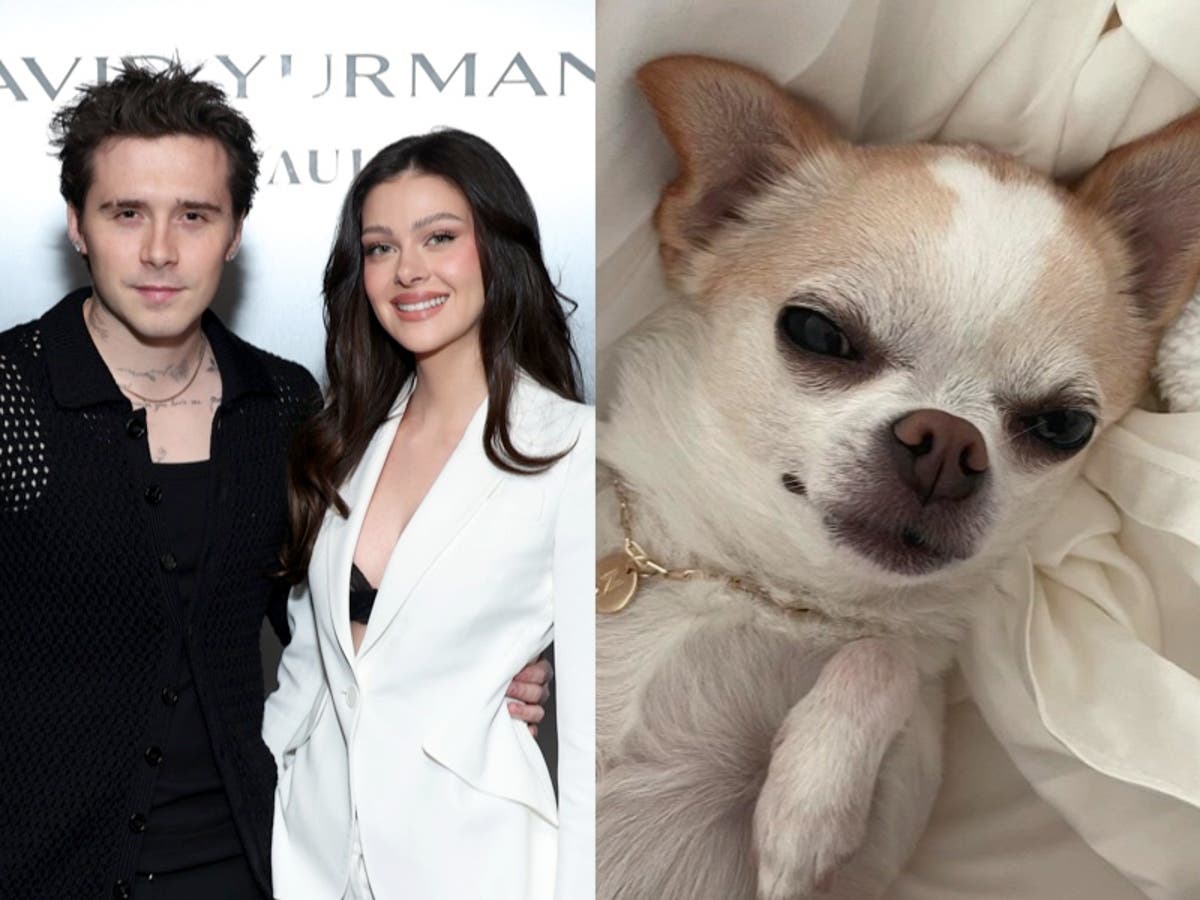 Nicola Peltz Beckham sues dog groomer for &lsquo;malicious abuse&rsquo; after chihuahua&rsquo;s death