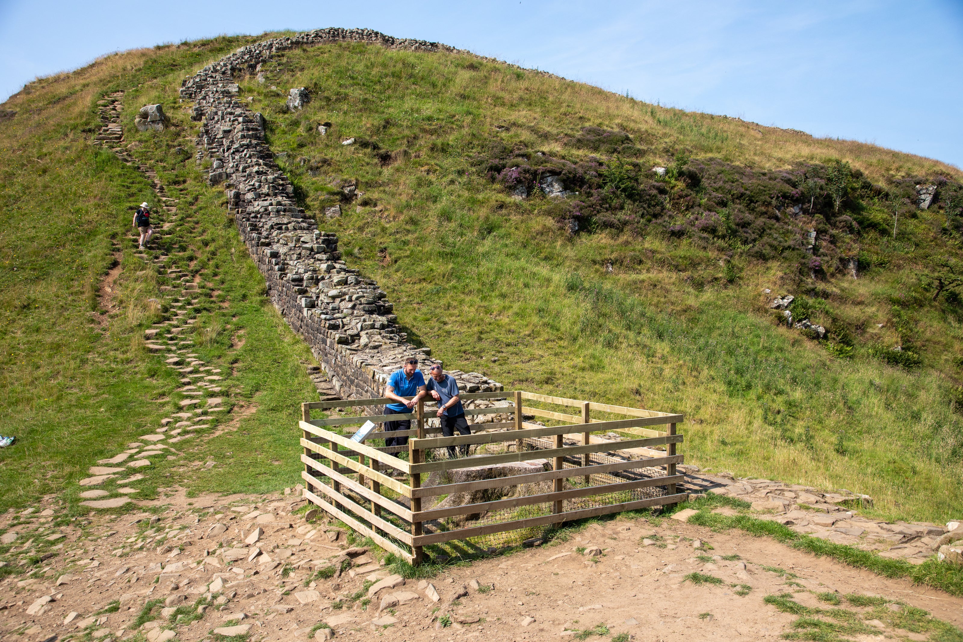 Hadrian’s Wall Path National Trail Ranger, inspecting the Sycamore Gap tree shoots that have appeared