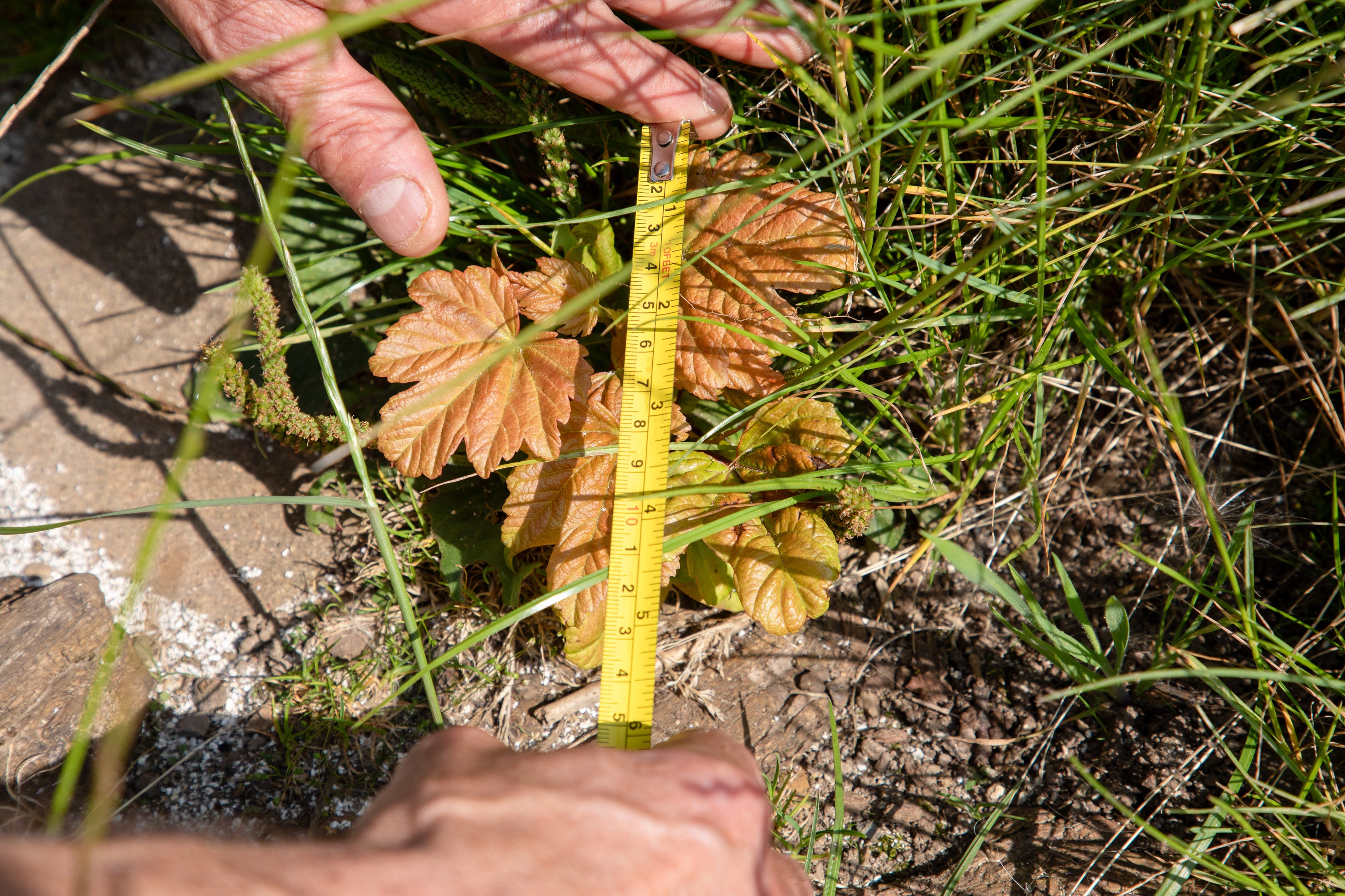 Eight new shoots have emerged from the base of the stump, giving hope that the historic tree lives on, ten months after it was illegally cut down