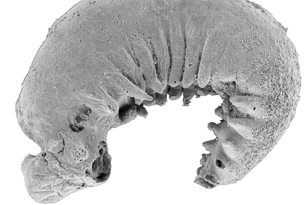 ‘My jaw just dropped’: Exceptionally well-preserved tiny worm fossil uncovered