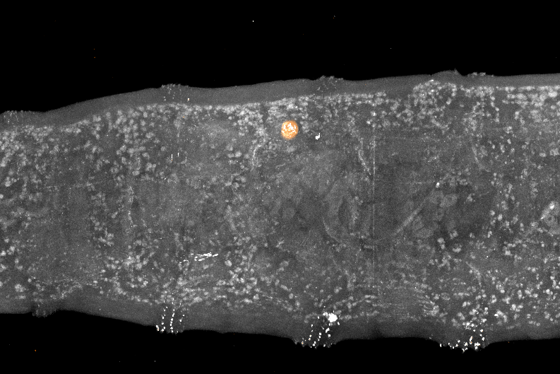 Researchers say the microlasers, which were tested on fruit fly larvae, could shed light on how embryos develop and cancers grow (Gather and Schubert/PA)