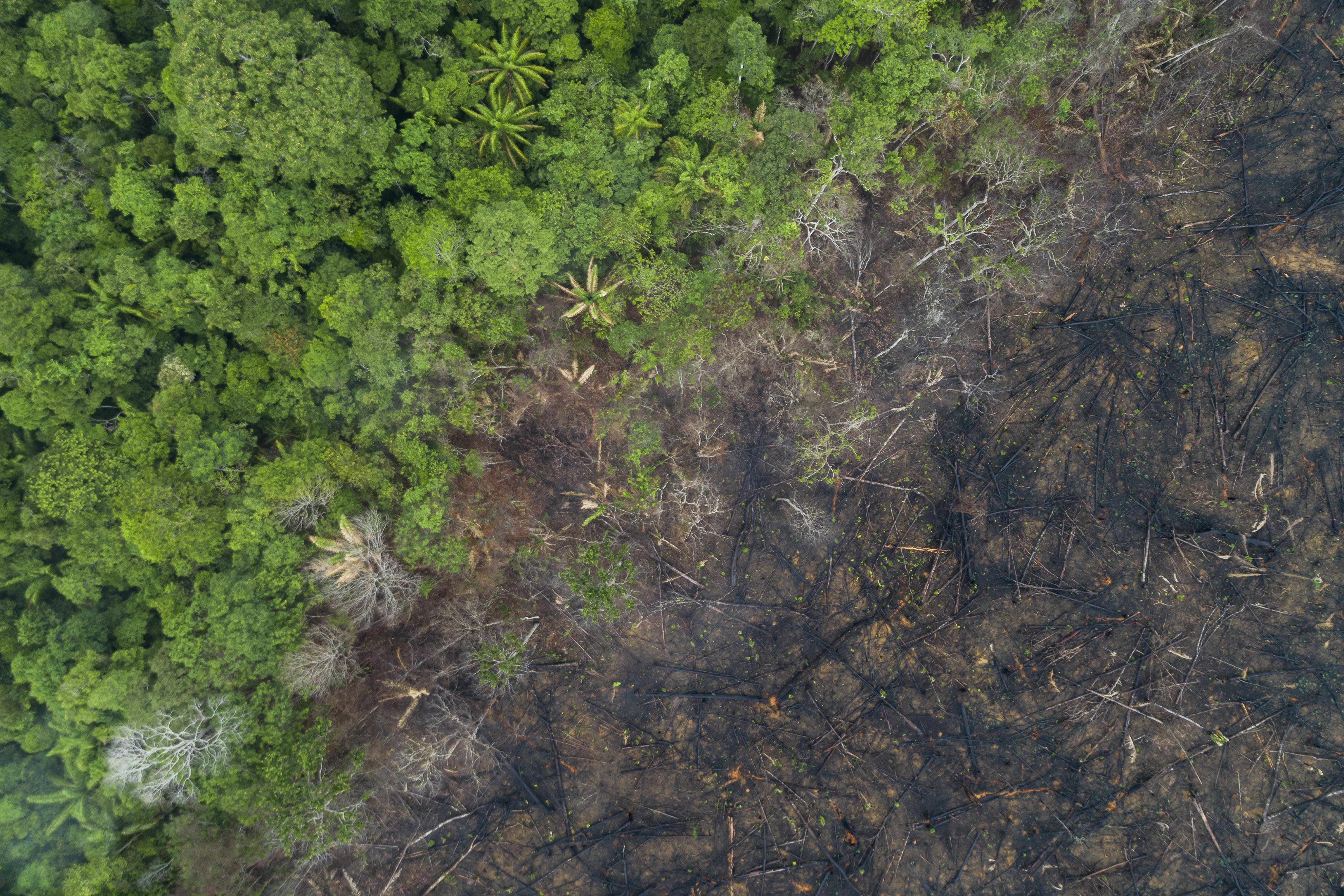 An aerial view of deforestation in Maues, Amazon Rainforest (WWF/PA)