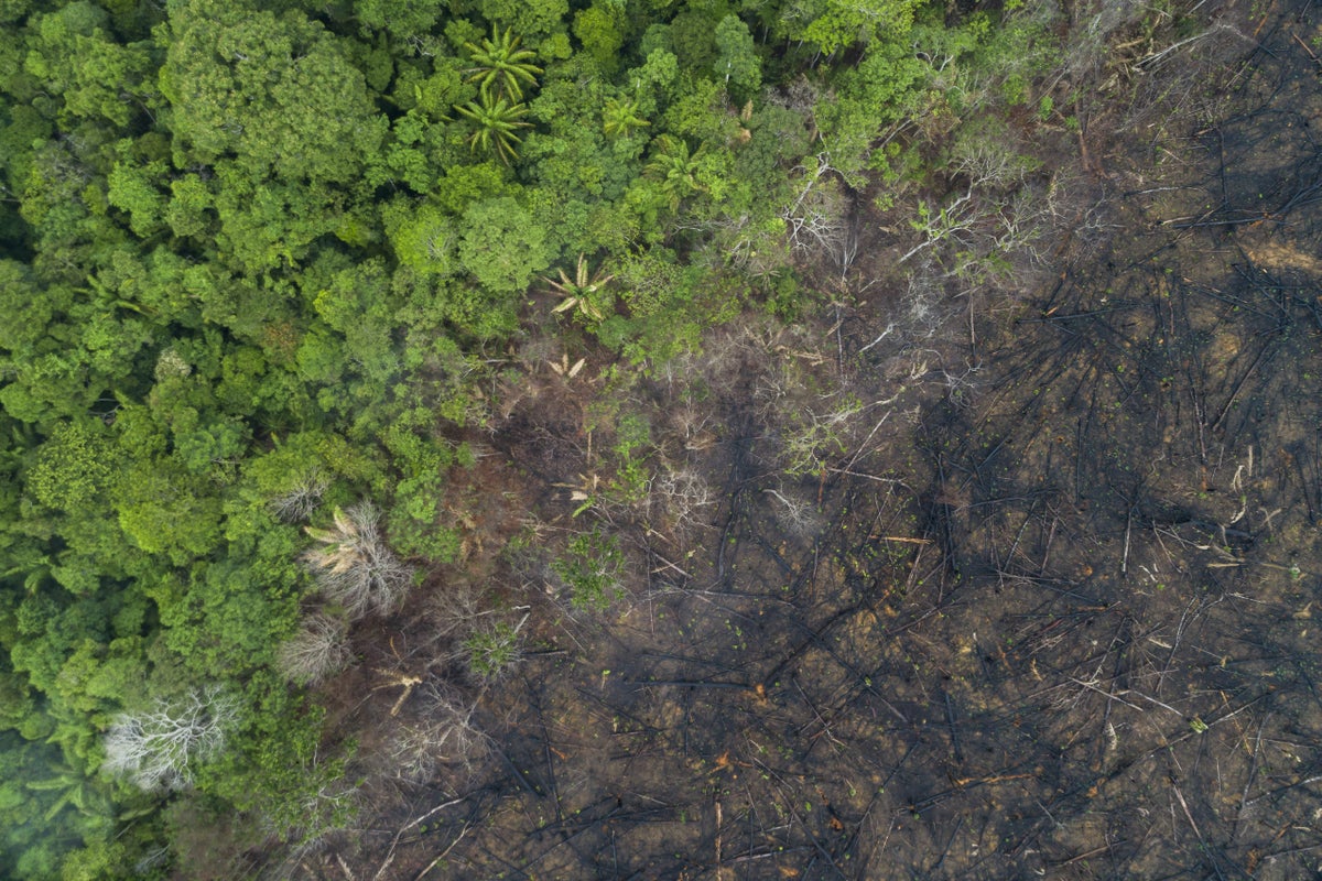 Man from uncontacted tribe filmed emerging from Amazon and asking for fire