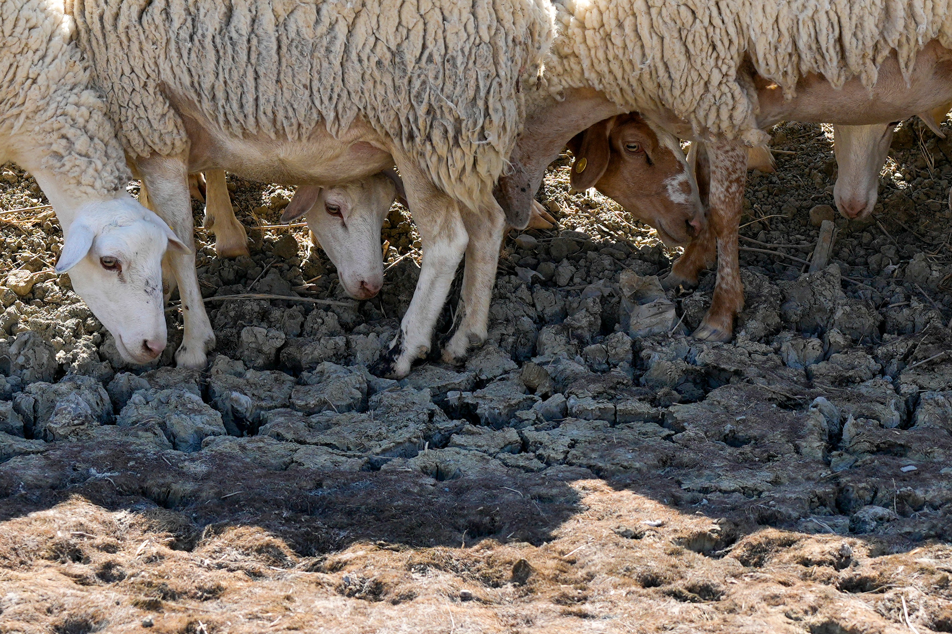 Sheep searching for water in a dry pond used by a local farm in the Chiappaglia region for its livestock.