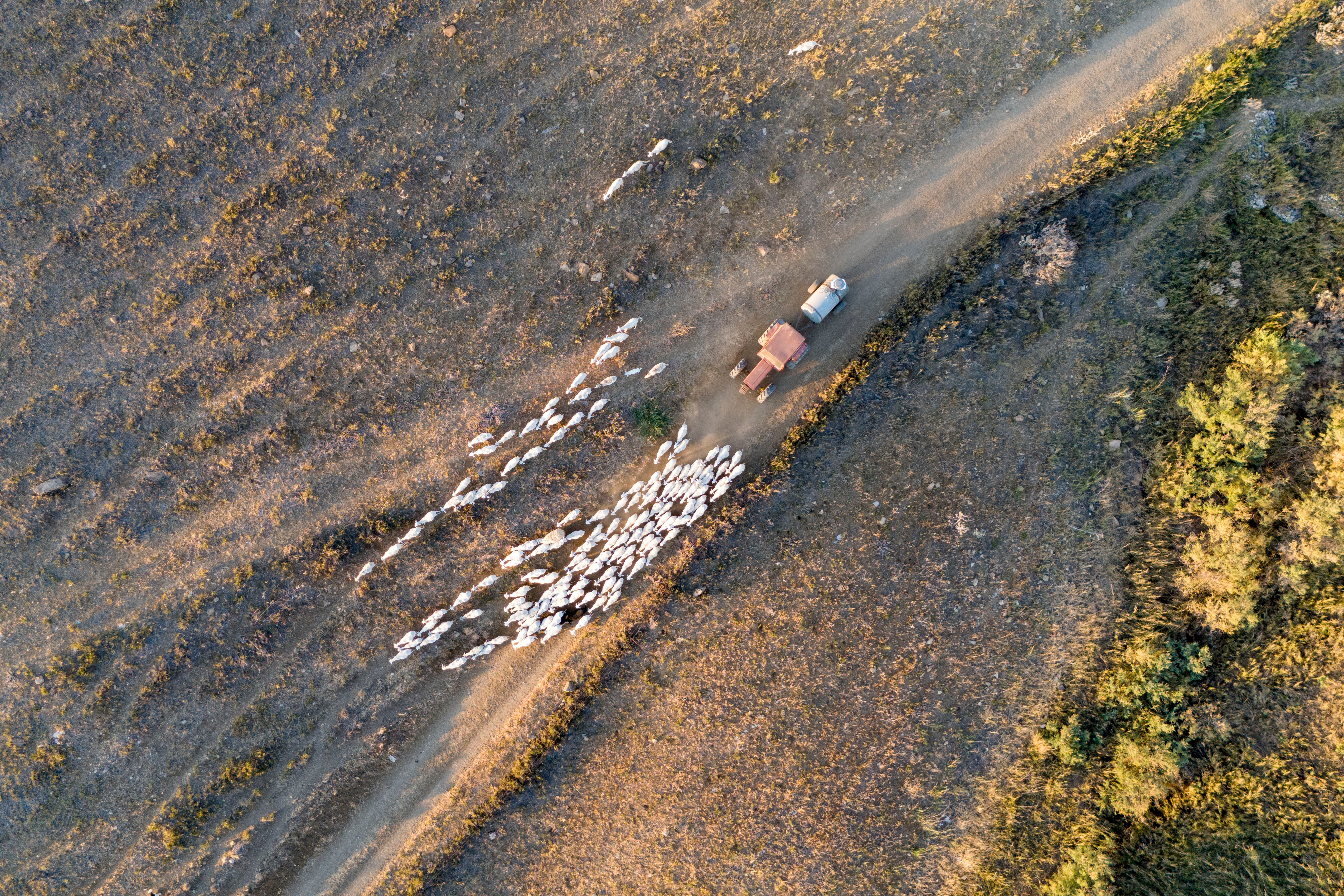 Domenico Mangiapane carries a water tank on his tractor and takes his sheep out to graze overnight.