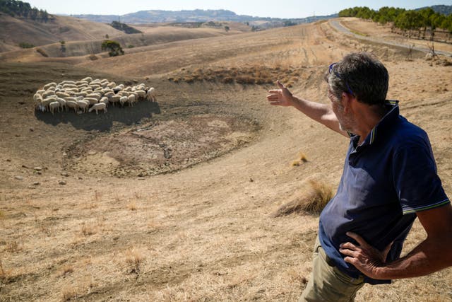 <p>Luca Cammarata points at his sheep as they look for water in a dry pond next to his farm, in Contrada Chiapparia</p>