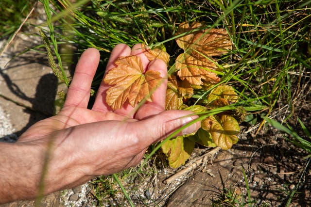 Signs of new life have been found growing from the stump of the felled Sycamore Gap tree (Jason Lock/The National Trust/PA)