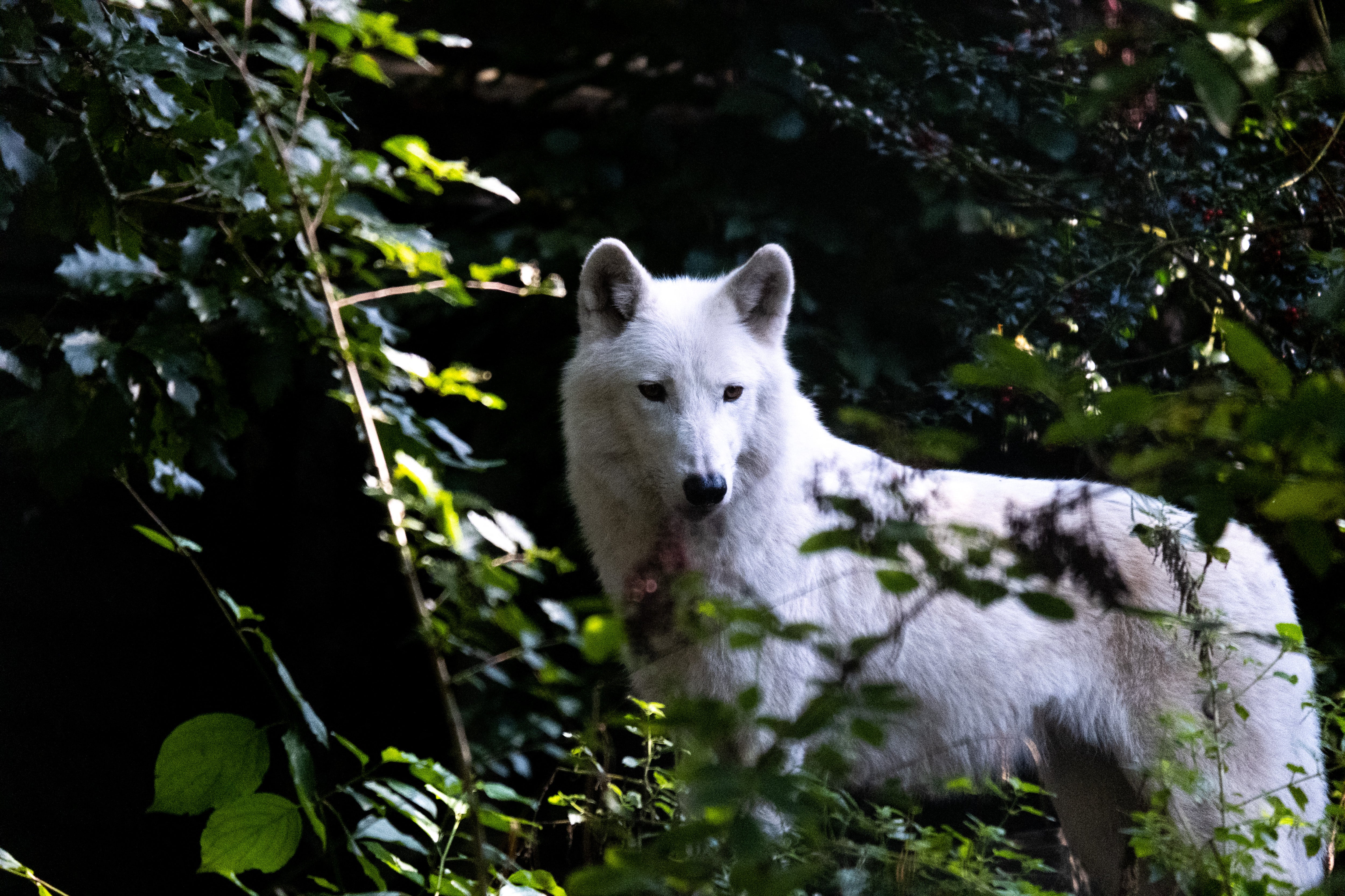 A wolf at Artis Zoo in Amsterdam, the Netherlands, in 2022