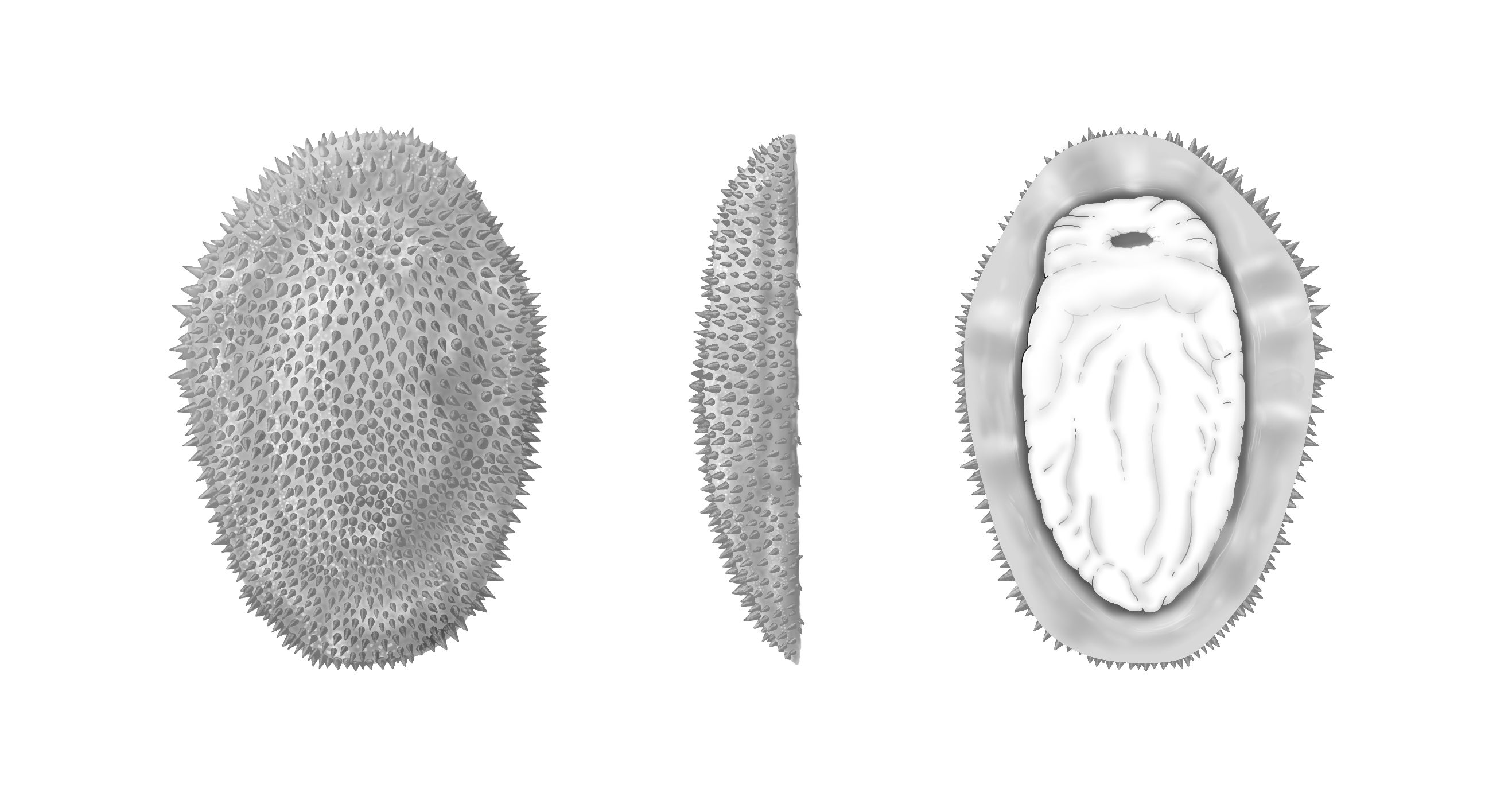 Artist's reconstruction issued by University of Oxford of Shishania aculeata as it would have appeared in life as viewed from the top, side and bottom