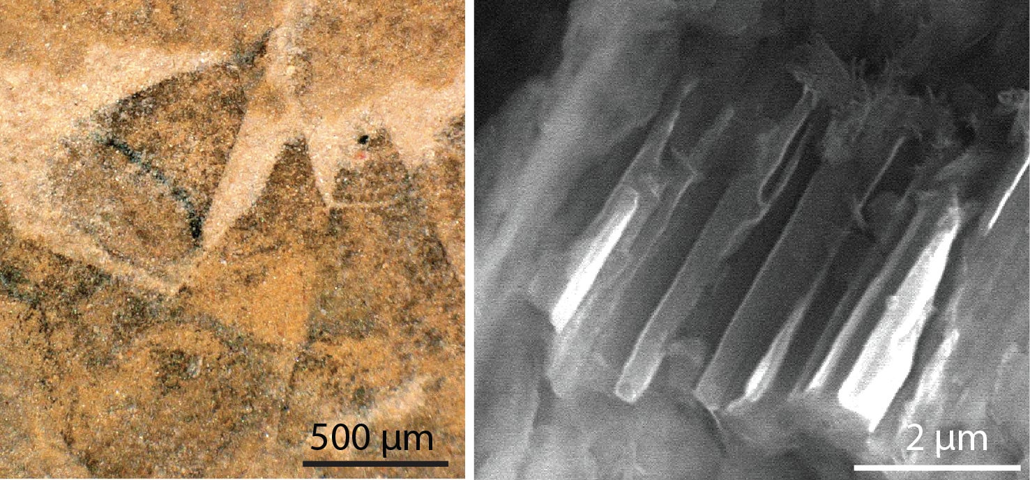 Conical spines that cover the body of Shishania aculeata (left), and an electron microscope image of a conical spine showing the microscopic channels preserved inside (right)