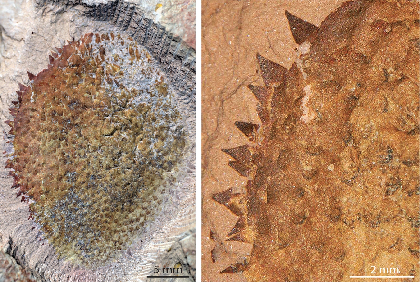 A half a billion-year-old spiny slug has shed light on the origins of animals like oysters and octopuses, researchers have said