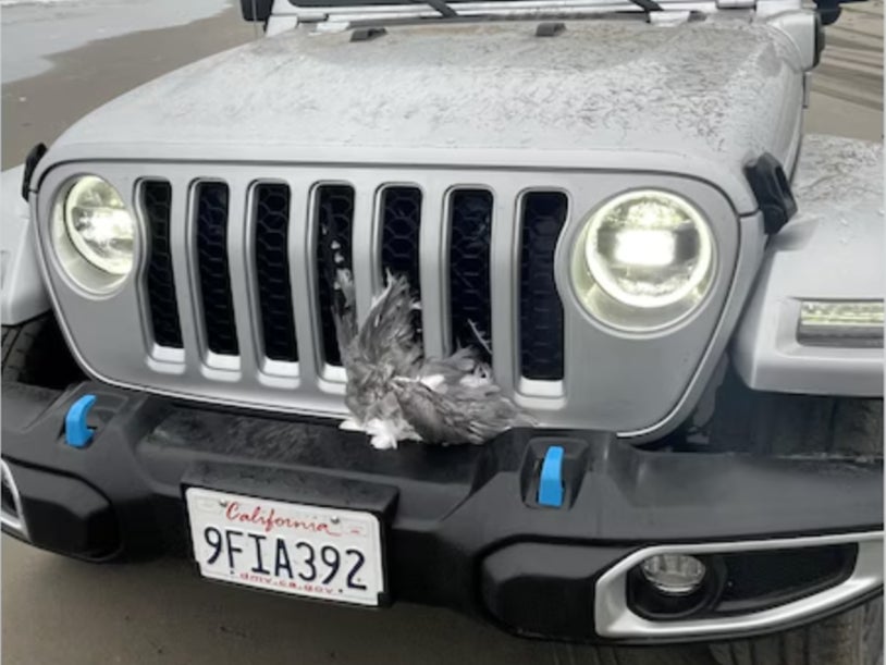 A pair of seagulls are stuck in the grill of a Jeep that a man drove through a flock of the birds on a Washington beach, leaving onlookers shocked by the ‘massacre'