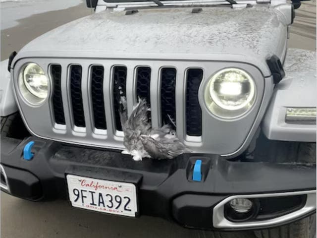 <p>A pair of seagulls are stuck in the grill of a Jeep that a man drove through a flock of the birds on a Washington beach, leaving onlookers shocked by the ‘massacre'</p>
