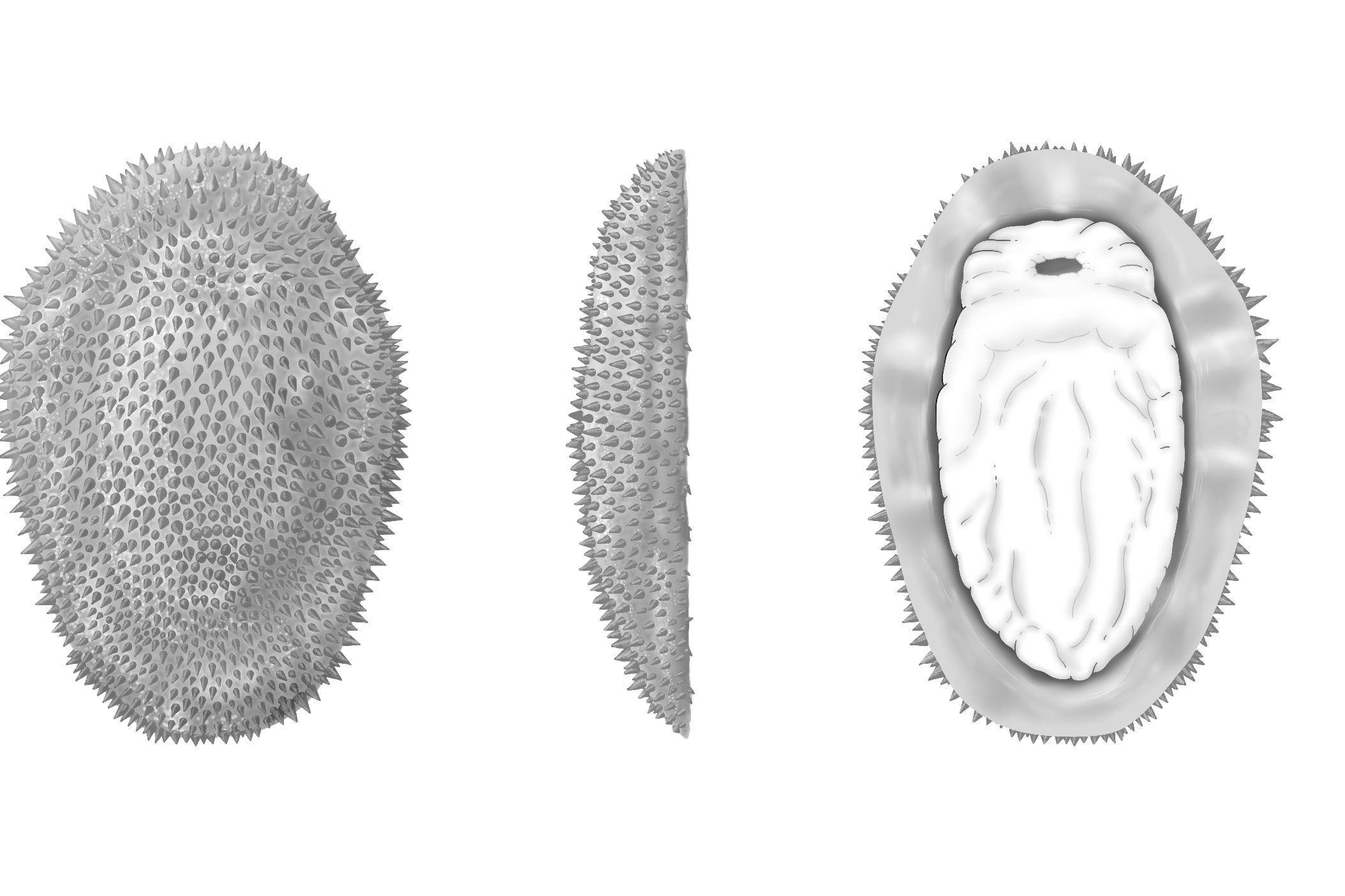 Half a billion-year-old spiny slug reveals the origins of molluscs (M Cawthorne/PA)