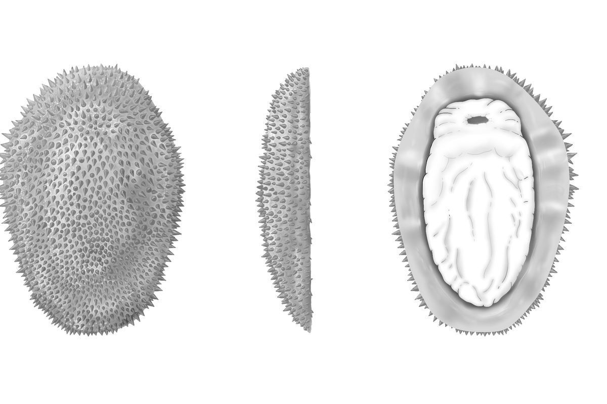 Decomposing Slug Half-a-billion-year-old spiny slug reveals the origins of molluscs ...