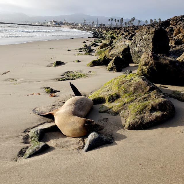Sick Sea Lions California