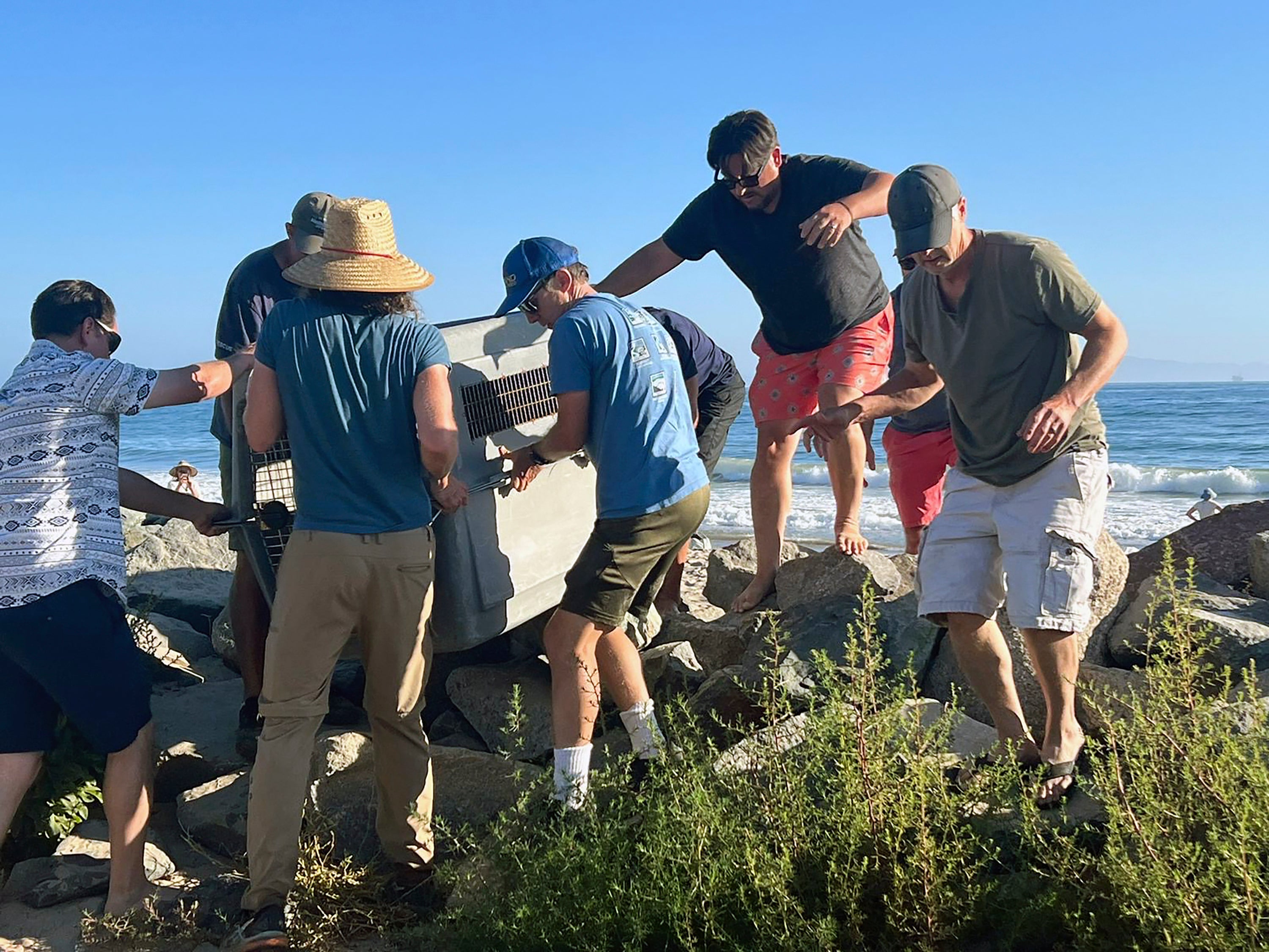 Sick Sea Lions California