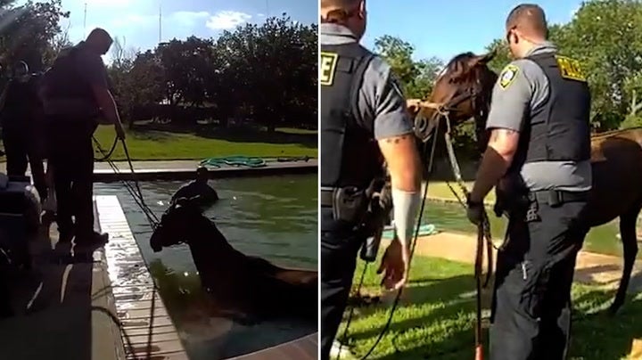 <p>Horse falls into Oklahoma swimming pool as police rush to rescue stricken animal.</p>