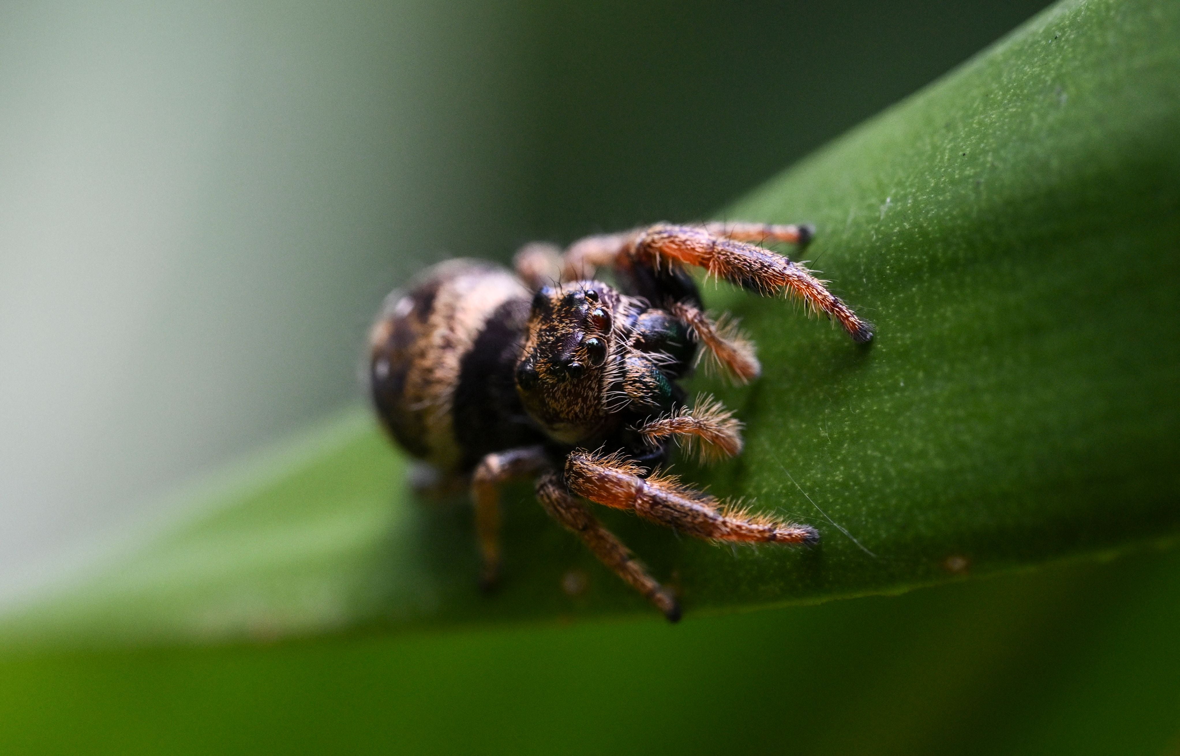 Florida woman allegedly drowned spider in ginger ale