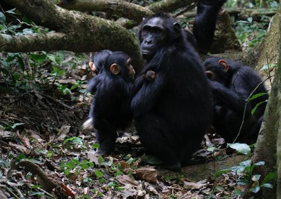 <p>A group of chimpanzees grooming and playing</p>