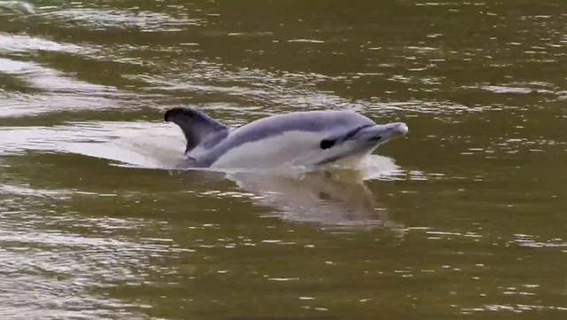 <p>Rare dolphin spotted swimming in River Thames.</p>