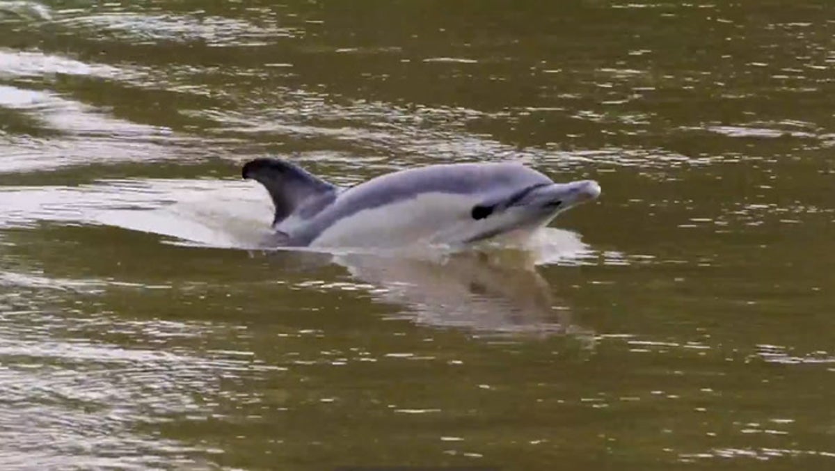 Rare lone dolphin spotted swimming in River Thames