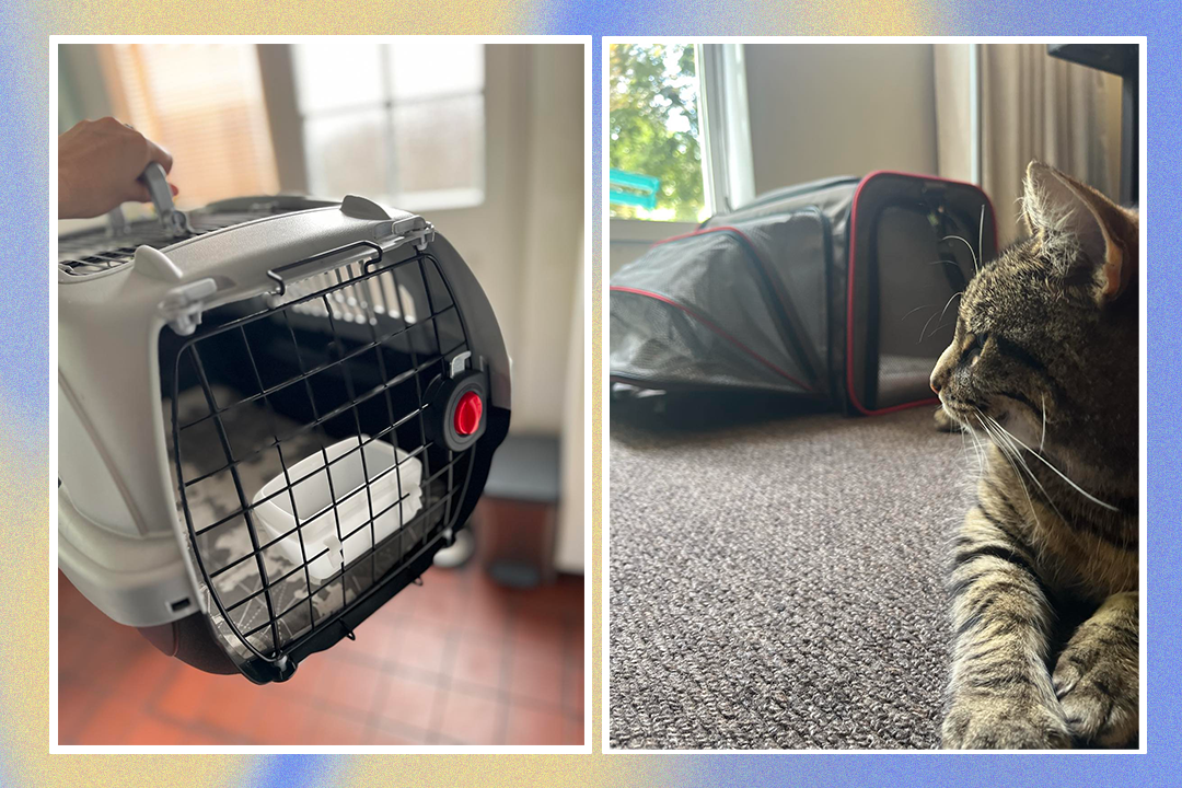 Best pet carrier for large cats best sale