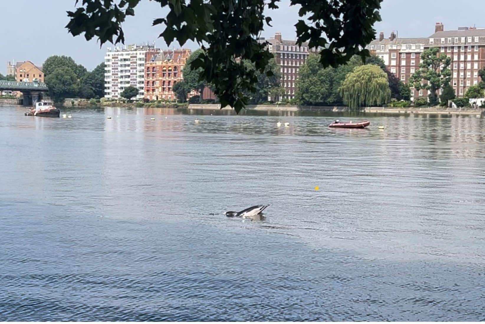 The dolphin in the River Thames on Thursday (Mary Tester/PA)