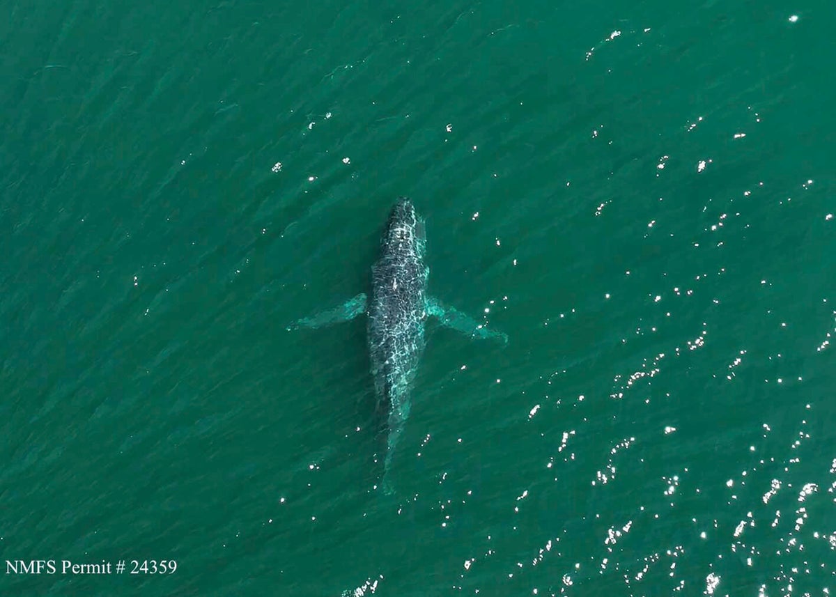 A humpback whale in Washington state is missing its tail. One expert calls the sight 'heartbreaking'