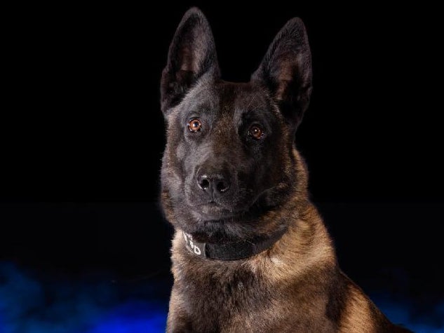 Four-year-old K-9 dog Vader died of heat exhaustion after his handler left him in a patrol car and the air conditioning broke