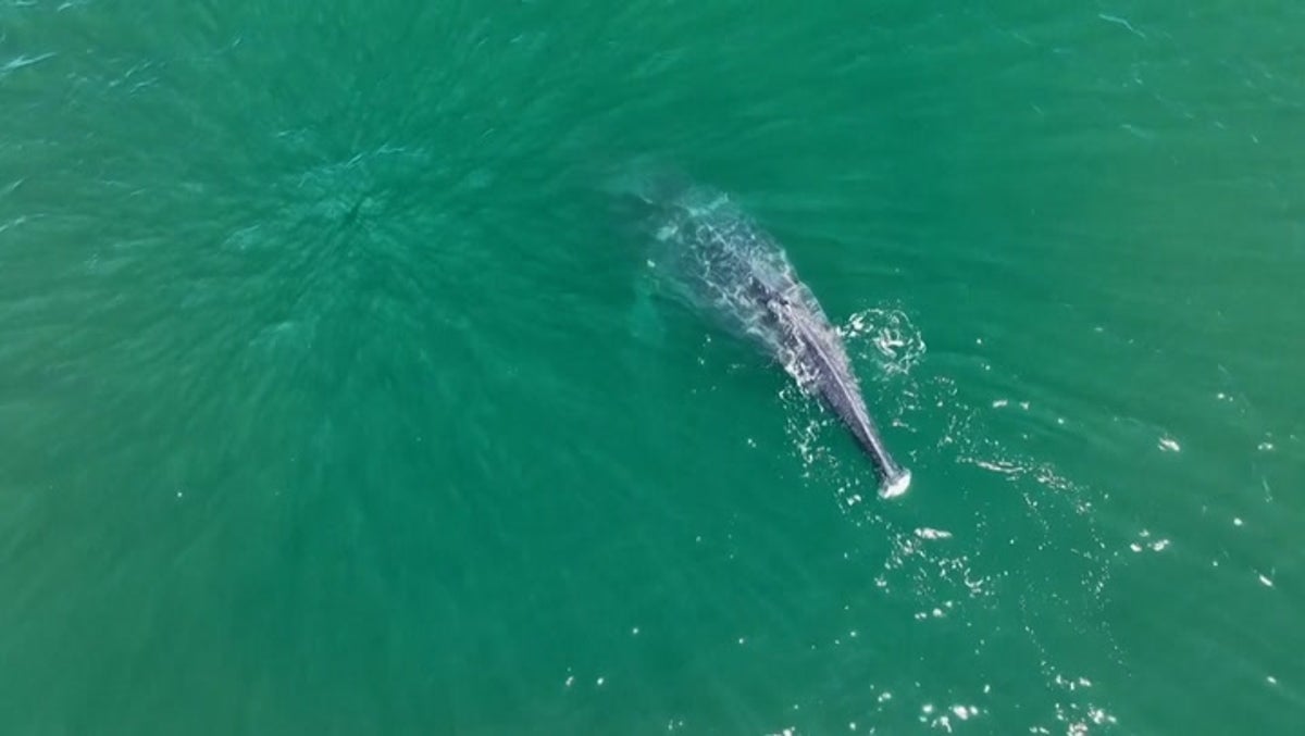 Humpback whale with no tail spotted swimming off US coast