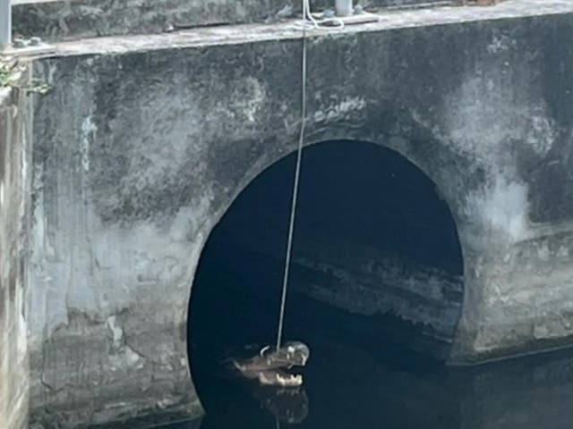 <p>Police arrested Robert Colin after they say he lassoed an alligator, pictured, and tied him to a nearby handrail</p>