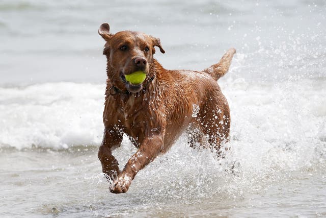 A dog enjoys the sea during fine weather in Folkestone, Kent (Gareth Fuller/PA)