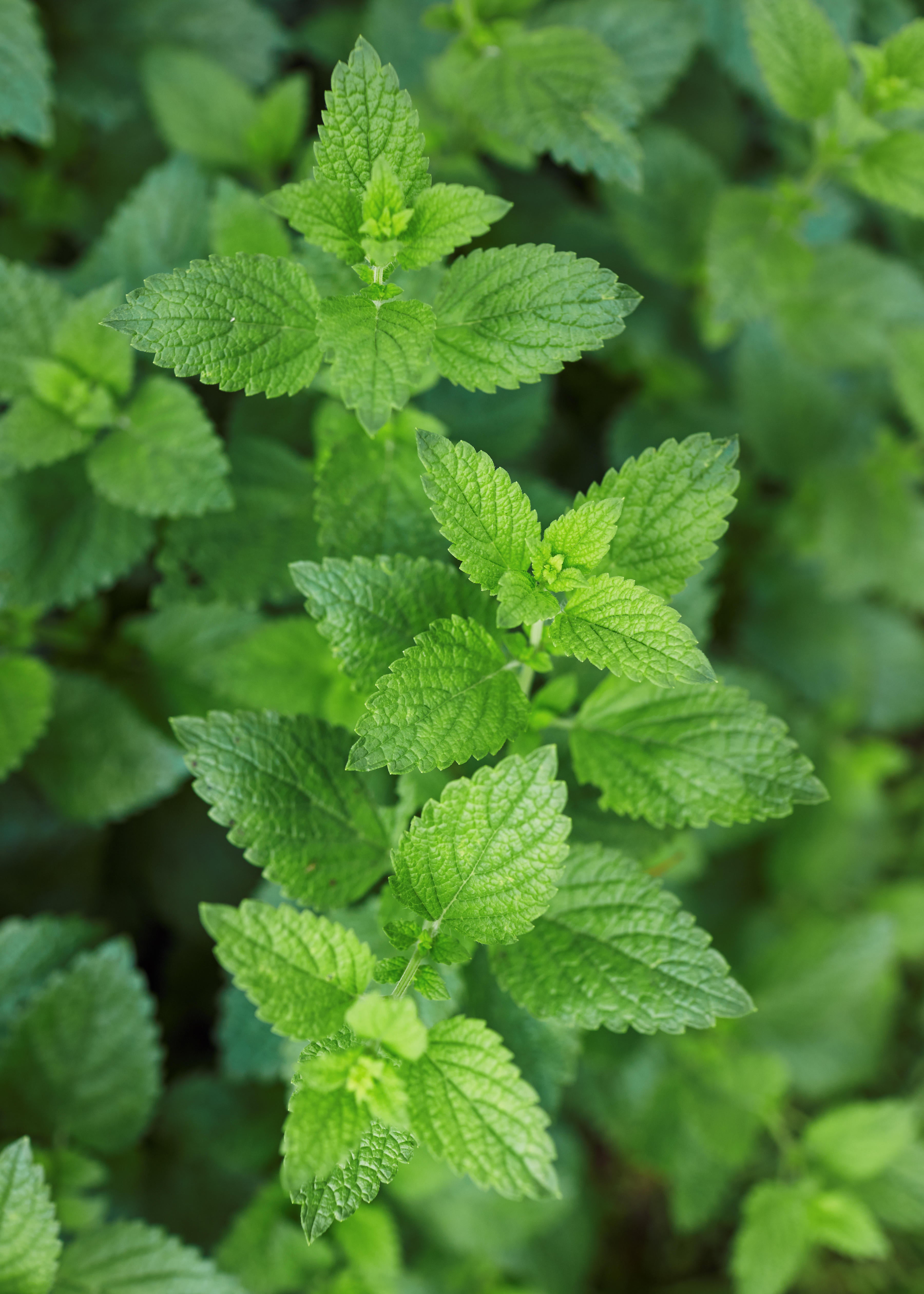 Lemon balm is a cousin of mint (Alamy/PA)