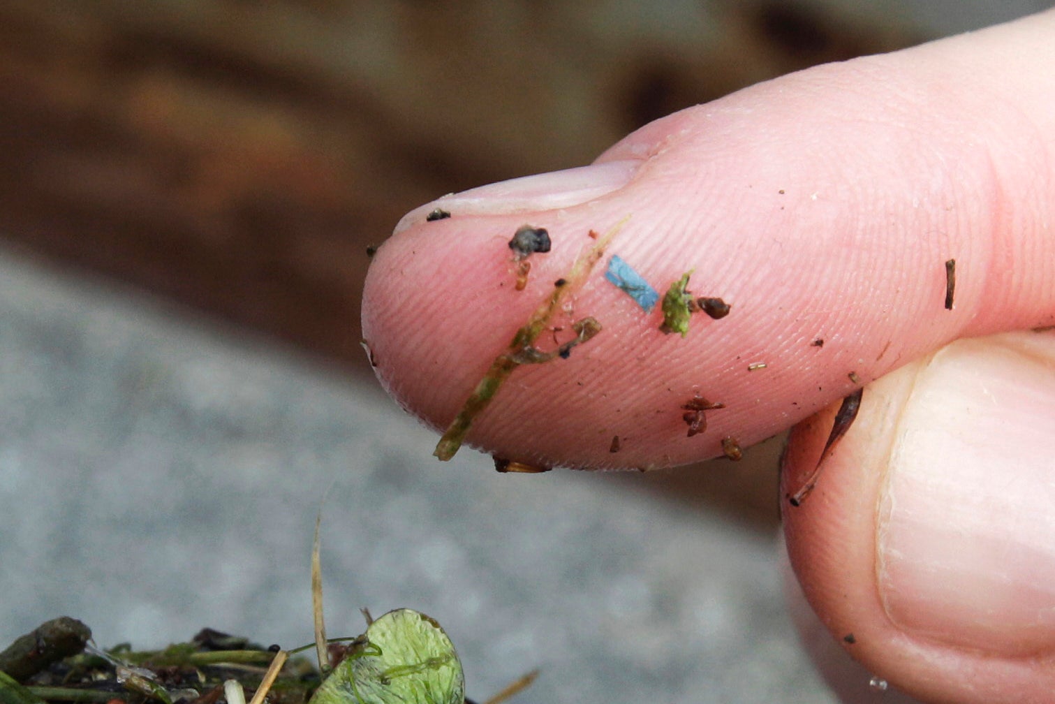 A blue rectangular piece of microplastic sits on the finger of a researcher with the University of Washington-Tacoma environmental science program, after it was found in debris collected from the Thea Foss Waterway, in Tacoma, on 19 May 2010