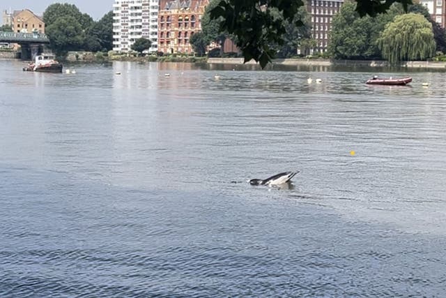 A dolphin which was spotted in the River Thames near London’s Putney Bridge (Mary Tester/PA)