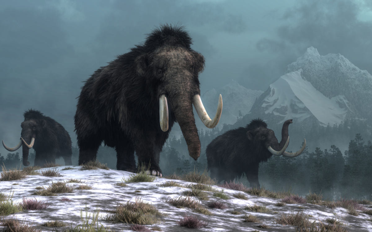 Perfectly preserved woolly mammoth DNA uncovered in Siberia could help resurrect species, scientists say