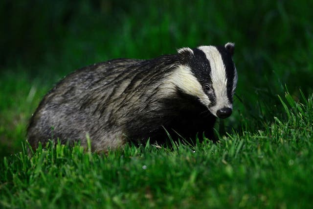 Farmer-led badger vaccination trial suggests jabs for the wild animals can be effective (Alamy/PA)