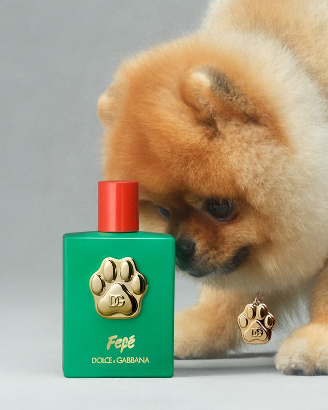 <p>Dolce &amp; Gabbana lanza Fefé, una fragancia para perros</p>