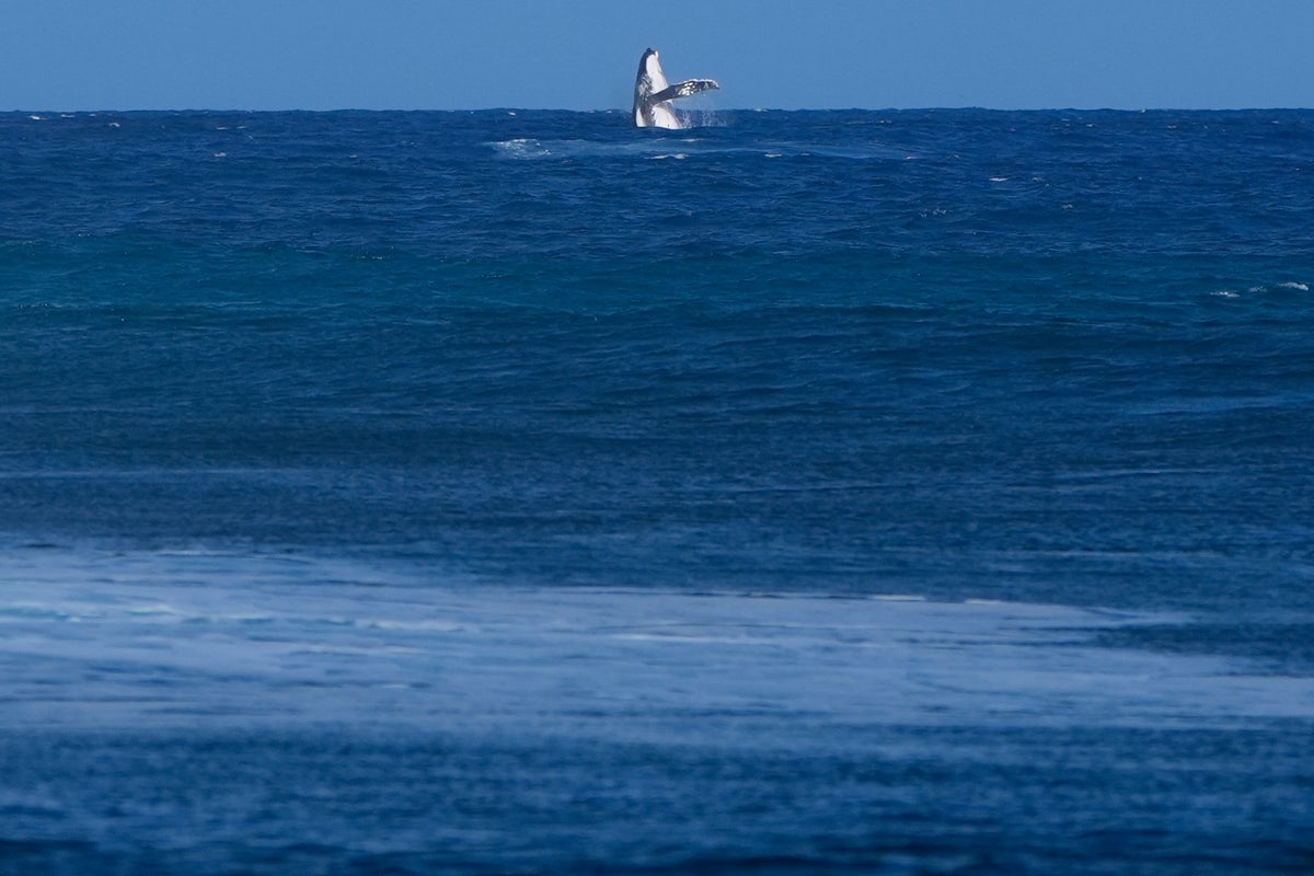 Whale breach seen during Paris Olympics surfing semifinal competition in Tahiti