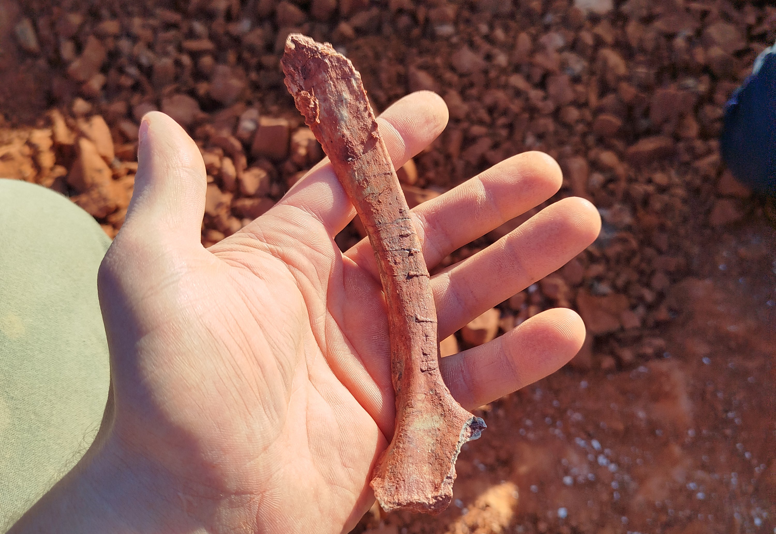 Picture released by the Federal University of Santa Maria (UFSM) on July 18, 2024, showing a scientist holding a part of a dinosaur fossil discovered in Sao Joao do Polesine, Rio Grande do Sul, Brazil