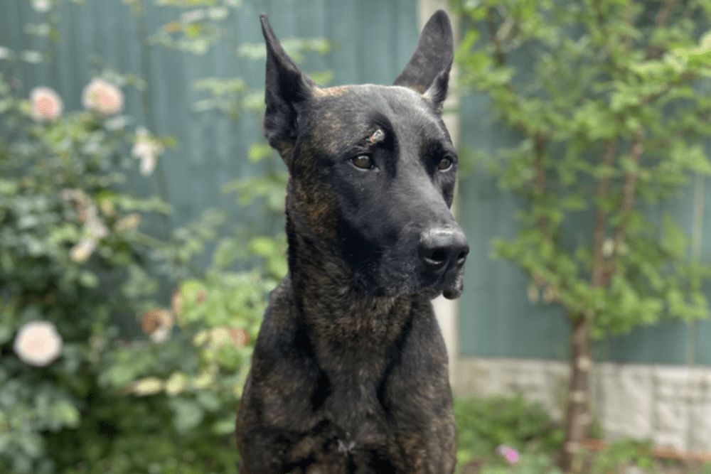 Staffordshire Police dog Vixen is expected to return to work in a couple of days as she recovers from an injury caused by a brick (Staffordshire Police/PA)