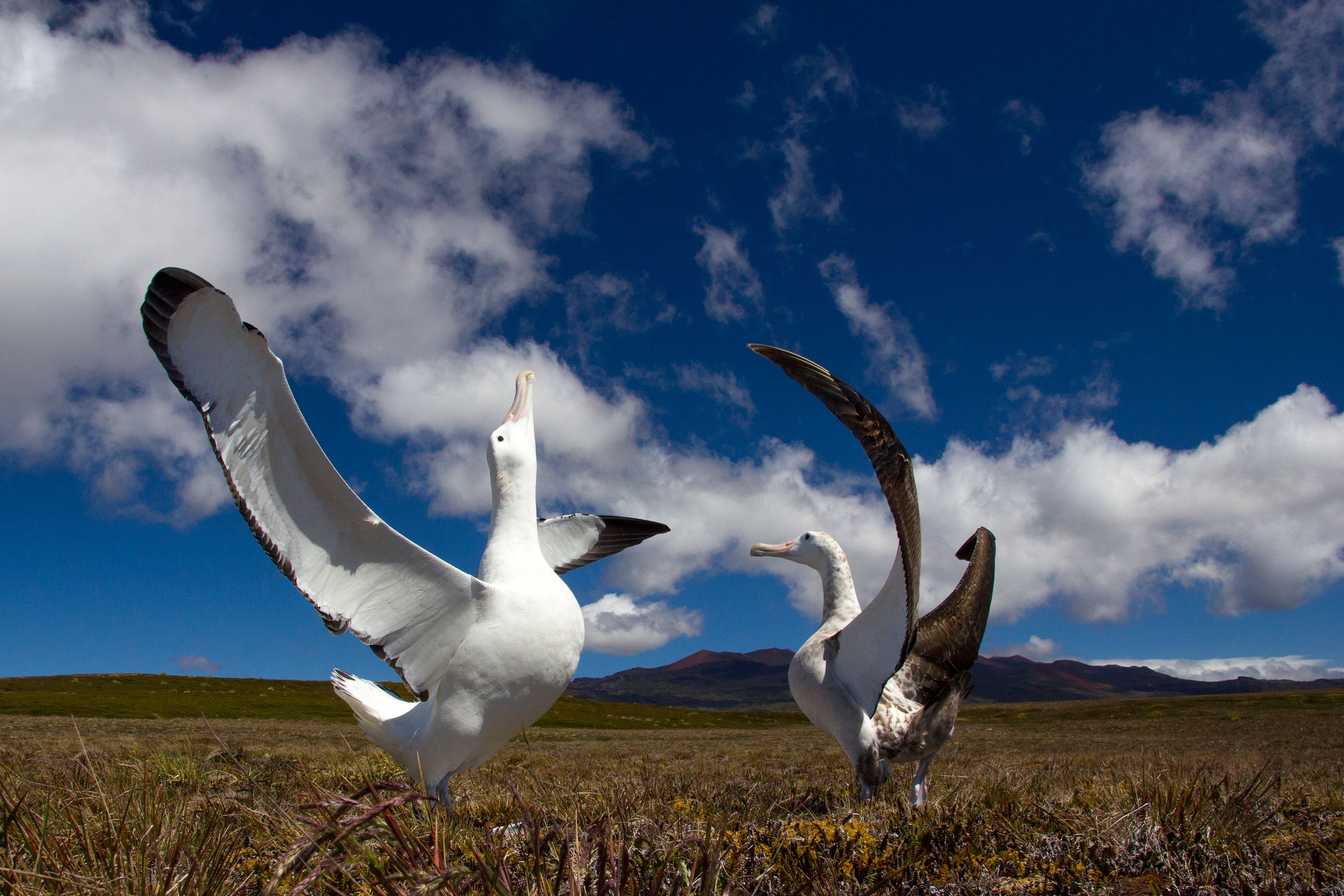 Endangered wandering albatrosses on Marion Island are falling prey to house mice (Otto Whitehead/PA)